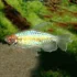 Albino Congo Tetra