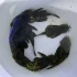 Adult/Large Bristlenose Catfish