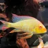 Albino Red Head Tapajo 5-6cm
