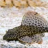 4-5cm Sailfin/Goldspot Pleco