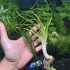 Crinum Calamistratum - Octopus Plant