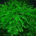 Aqua Labs Moss Assorted