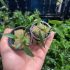 Aridarum Caulescens