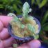 Bucephalandra "Mint" - 1 Stem