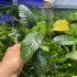 Anubias Coffeefolia