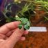Anubias Nana Petite 'Thai' - 1 Stem Loose