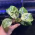 Anubias "Var King" DISPLAY SIZE