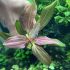 Echinodorus Iguazu 2009 "RED"