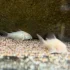Albino Corydoras
