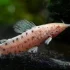 Albino Hoplo Catfish 5cm