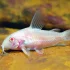 Albino Peppered Cory