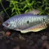 3 Spot Blue Gourami