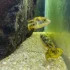 Adult Pea Puffer