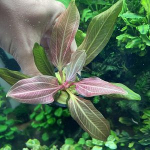 Echinodorus Iguazu 2009 "RED"